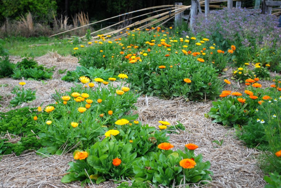 Эшшольция календулы бархатцы