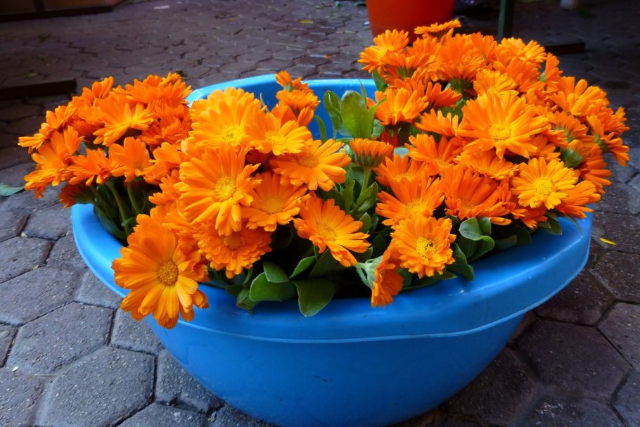 Календула Денди