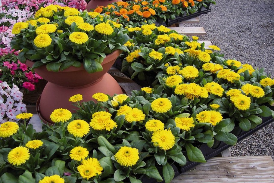 Календула Бон Бон оранж