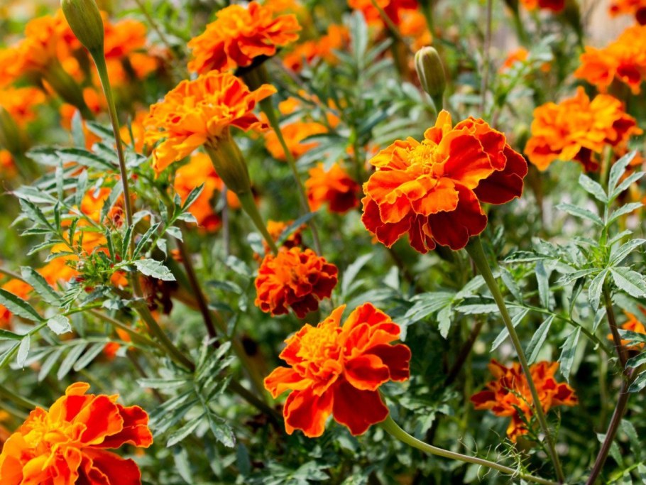 Бархатцы чернобривцы