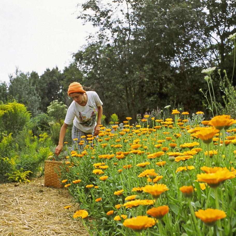 Календула в цветнике