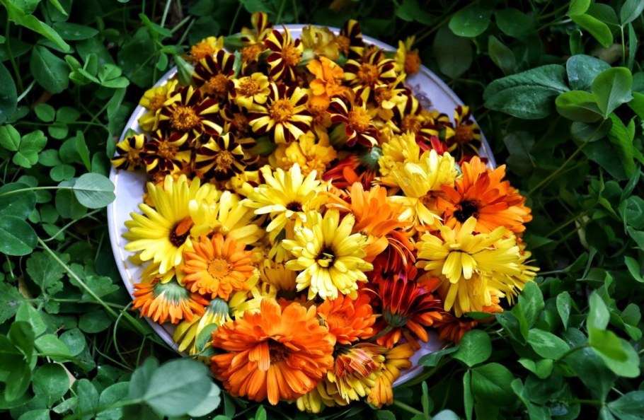 Клумба из календулы