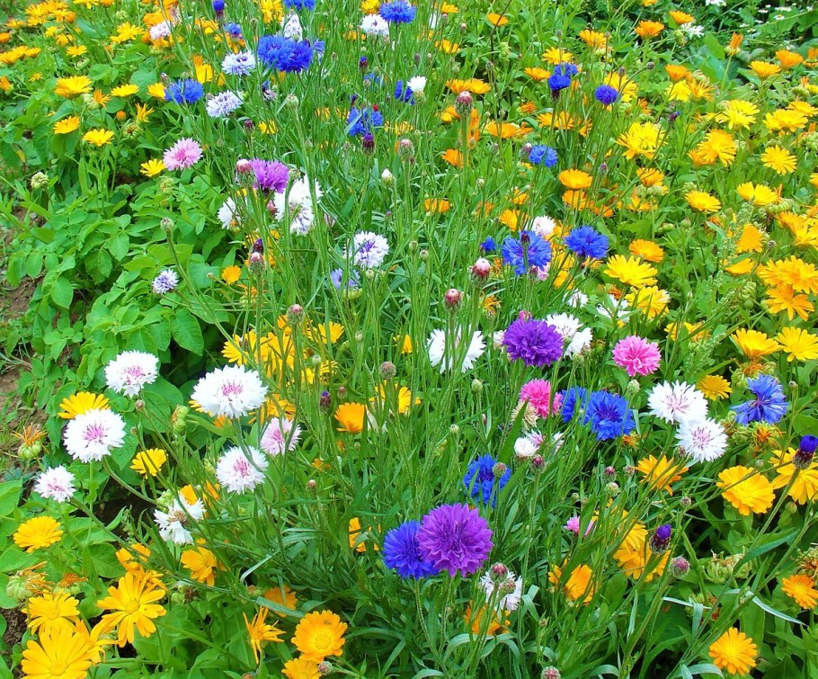 Садовые васильки однолетки