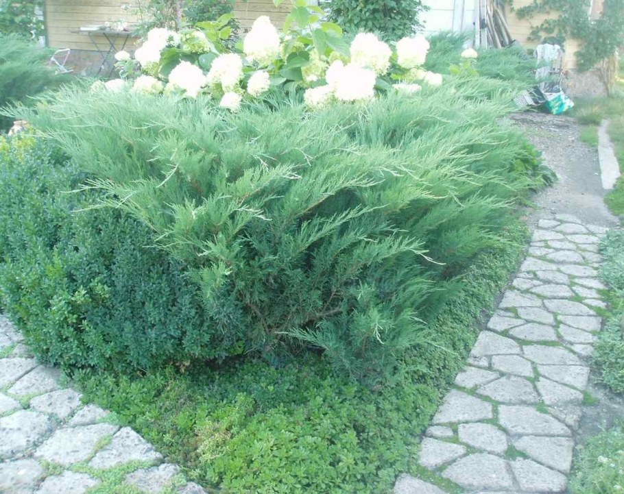 Можжевельник казацкий Глаука