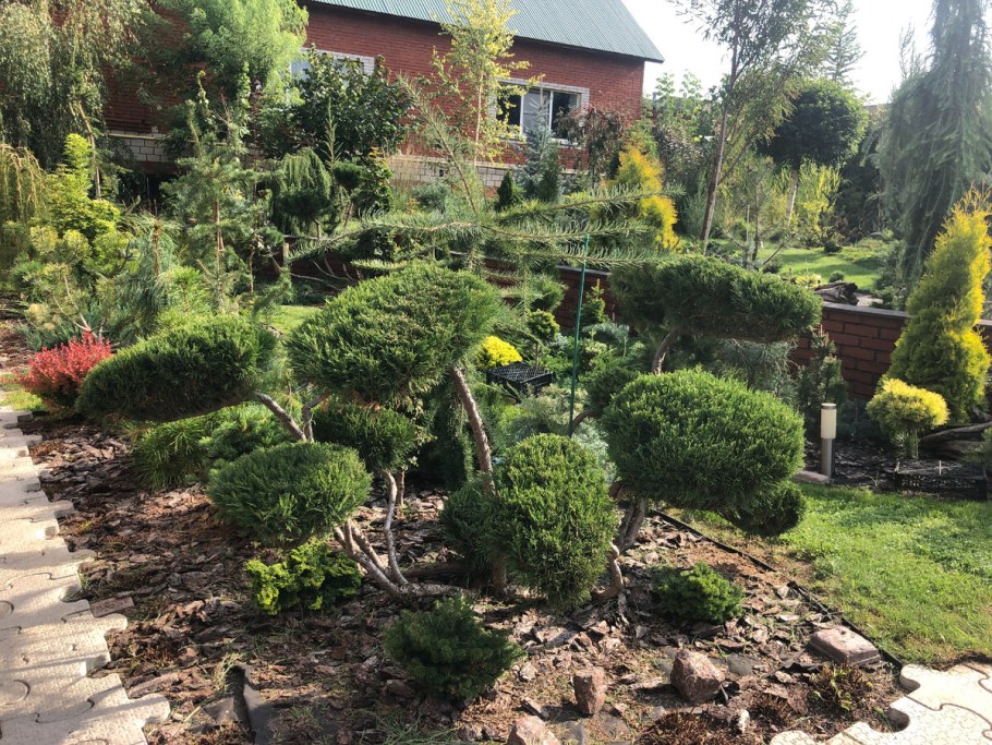 Ниваки из можжевельника