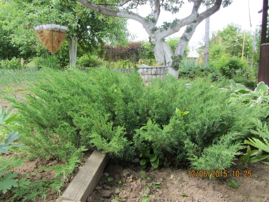 Можжевельник казацкий и спирея