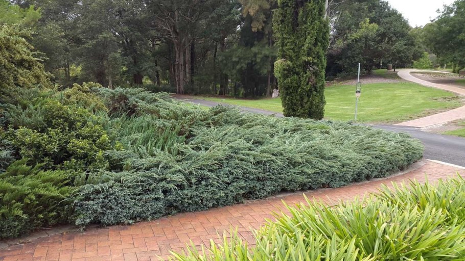 Можжевельник Вилтони