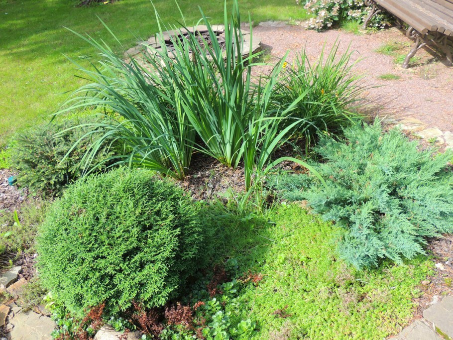 Казацкий можжевельник в ландшафтном