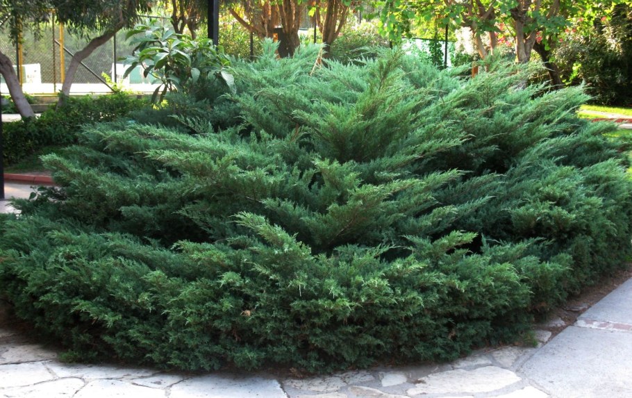 Можжевельник казацкий Блю Дануб