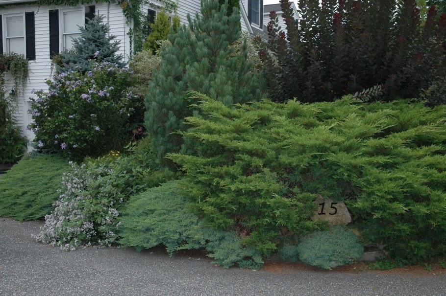 Казацкий можжевельник Мейери