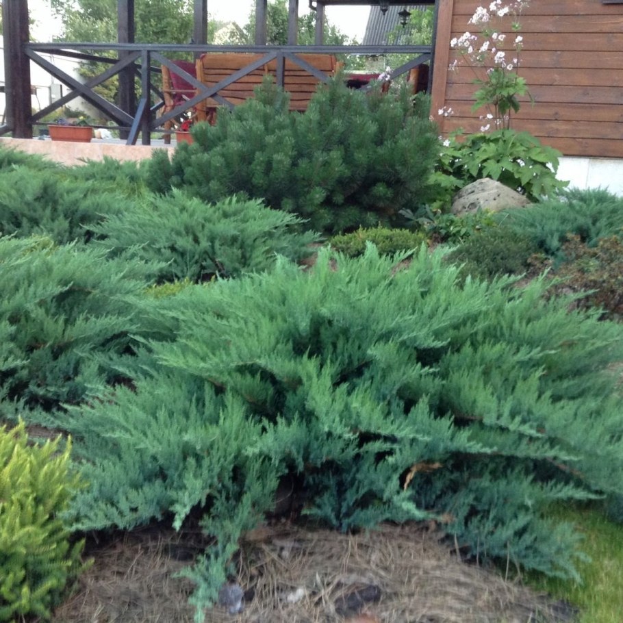 Можжевельник казацкий пирамидальный