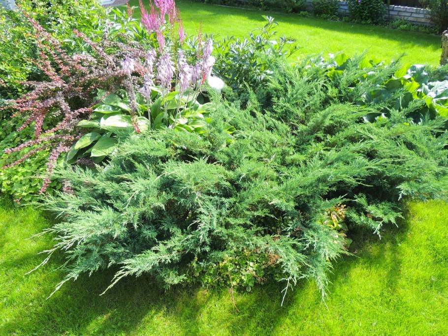 Казацкий минт джулеп