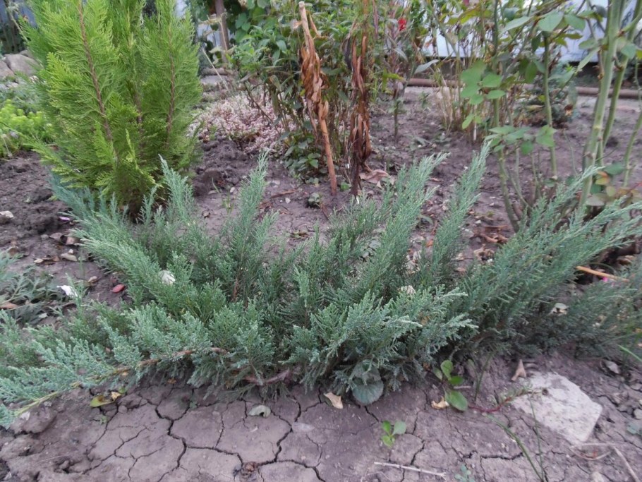 Можжевельник казацкий Тамарисцифолия