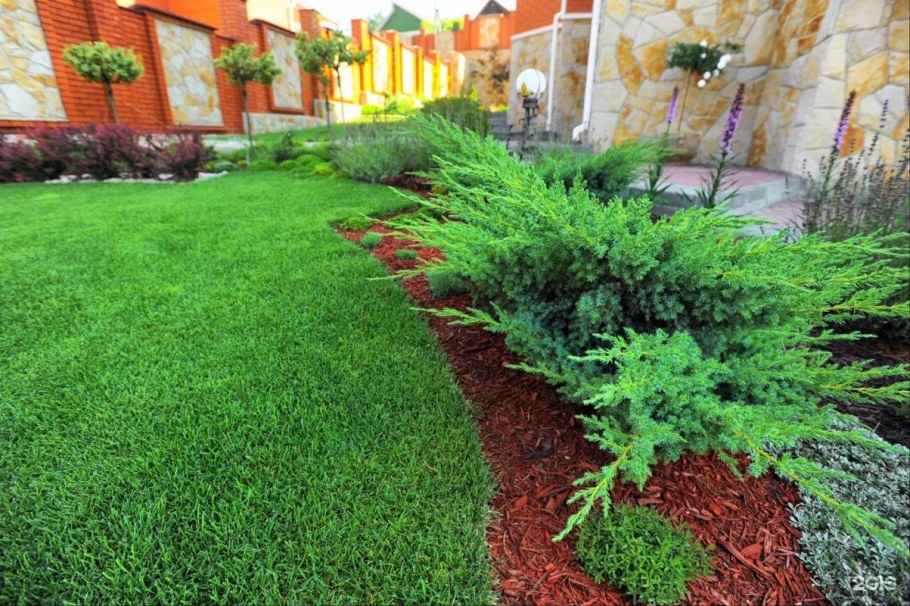 Можжевельник Вилтони