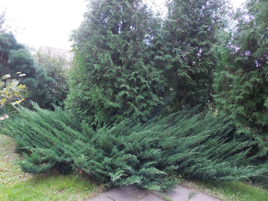 Можжевельник казацкий Блю Дануб