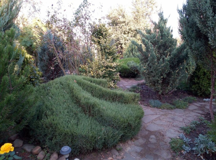 Можжевельник казацкий в миксбордере