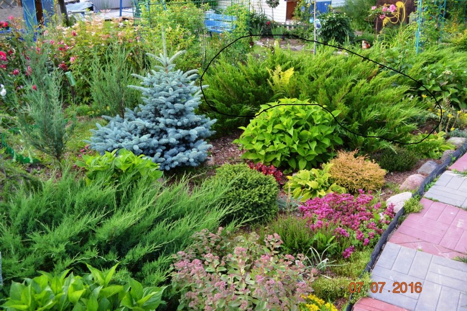 Можжевельник казацкий в миксбордере