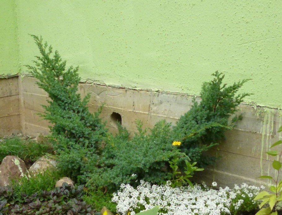 Можжевельник казацкий после зимы