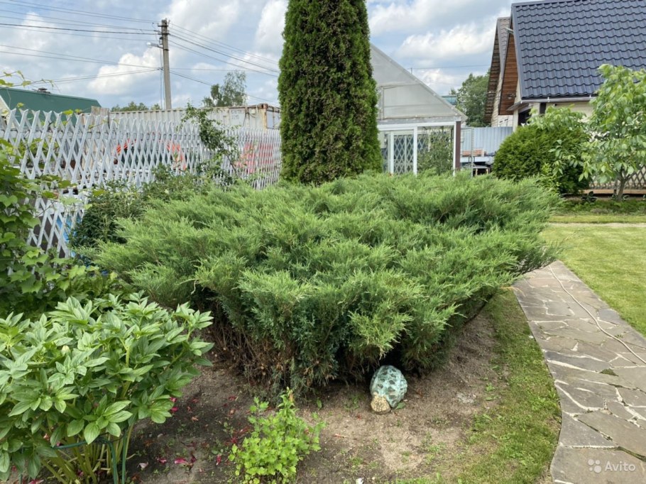 Казацкий можжевельник в ландшафтном