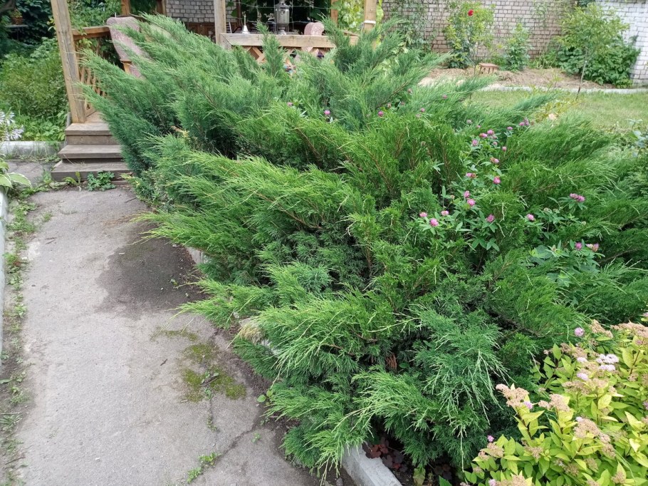 Казацкий минт джулеп