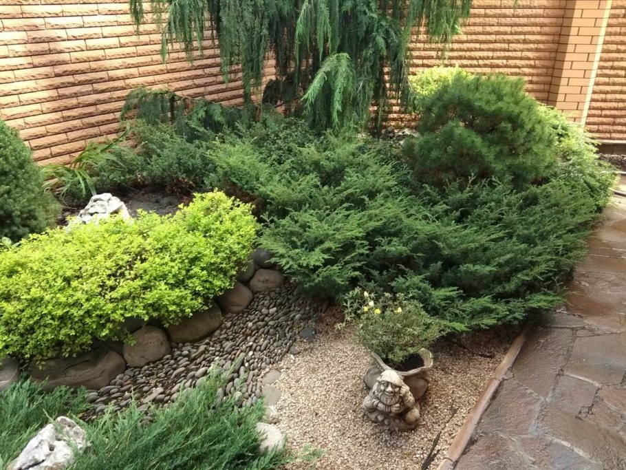 Смарагд и можжевельник казацкий