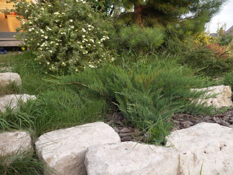 Можжевельник казацкий Тамарисцифолия