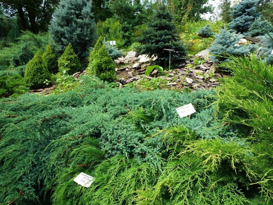 Можжевельник казацкий Глаука