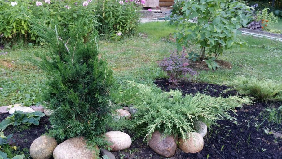 Можжевельник казацкий Баксанский