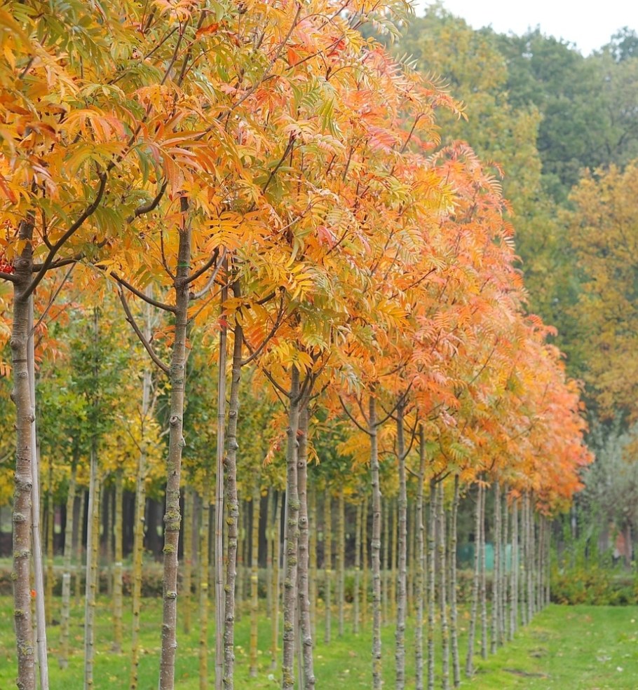 Рябина смешанная Додонг