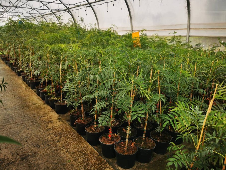 Саженцы рябина Додонг