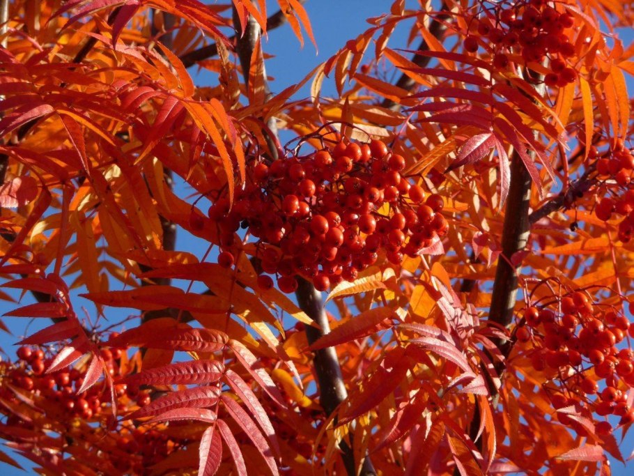 Рябина обыкновенная 'Dodong'