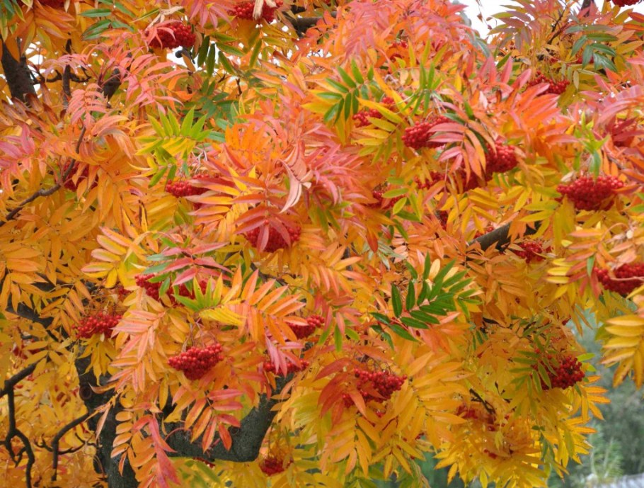 Рябина смешанная Додонг