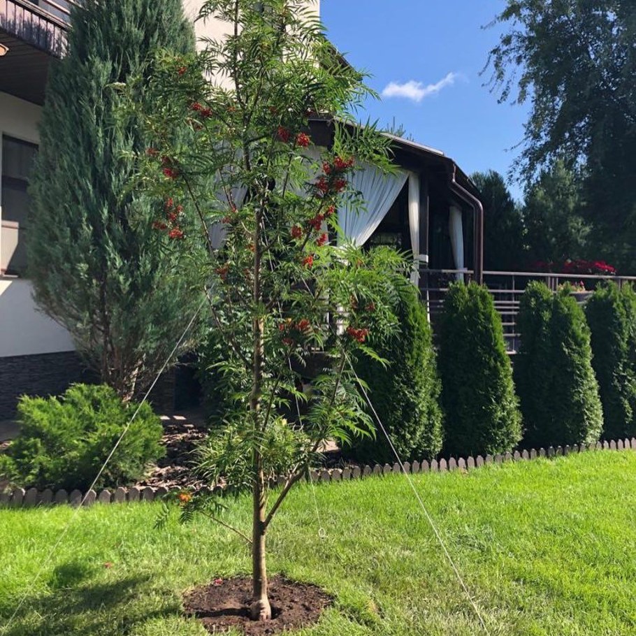 Клен красный Фастигиата