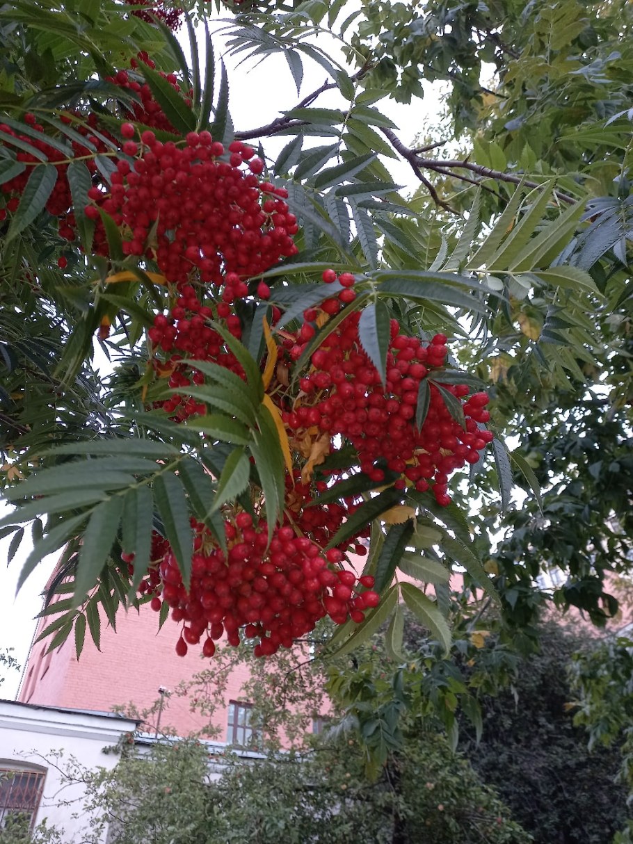 Рябина Тюрингская Додонг