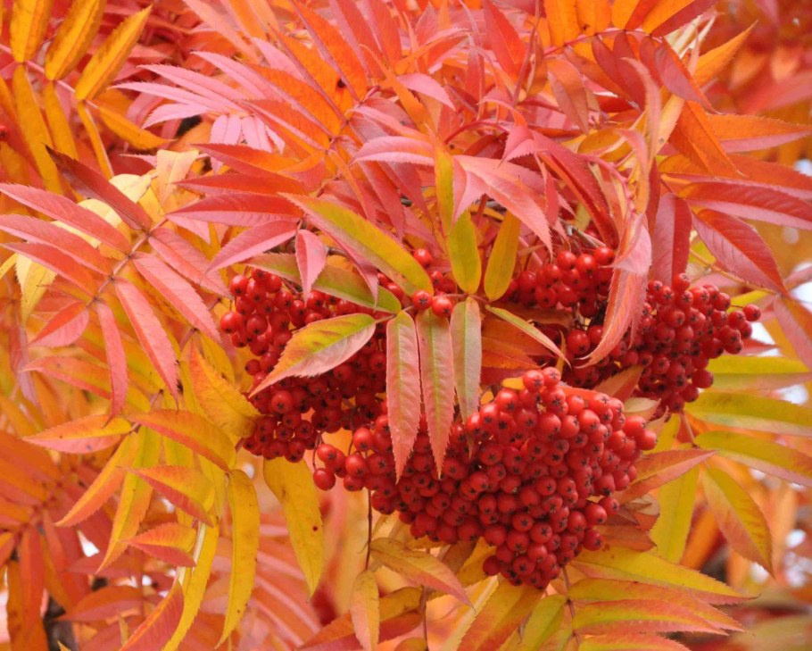 Рябина обыкновенная "Dodong" (Додонг)