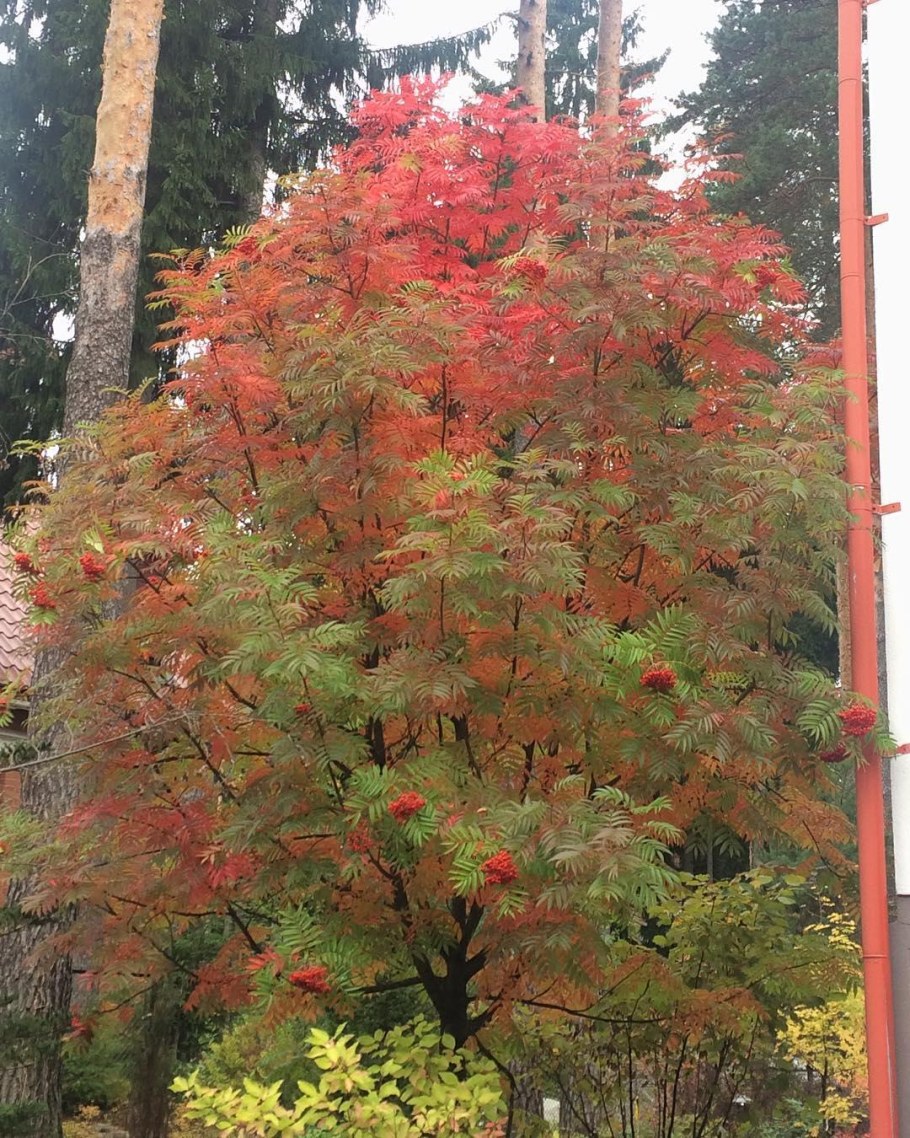 Рябина Додонг с сосной