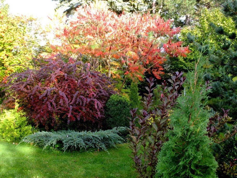 Туя Тунберга