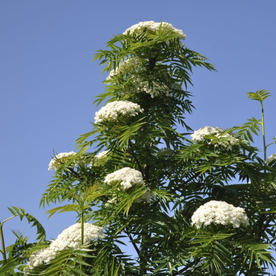 Рябина обыкновенная Додонг