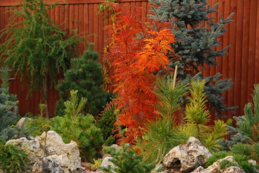 Клумба с кленом Гиннала