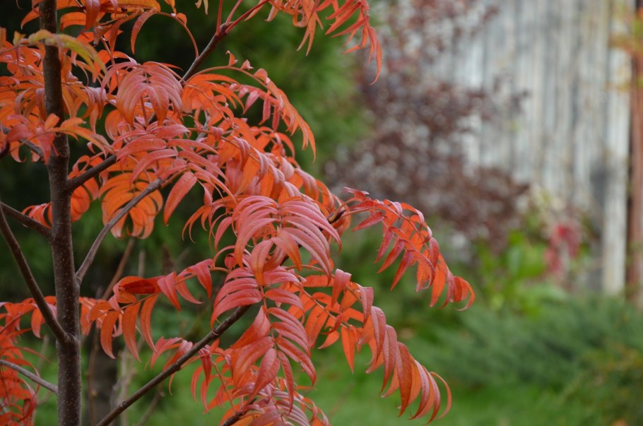Sorbus Dodong рябина