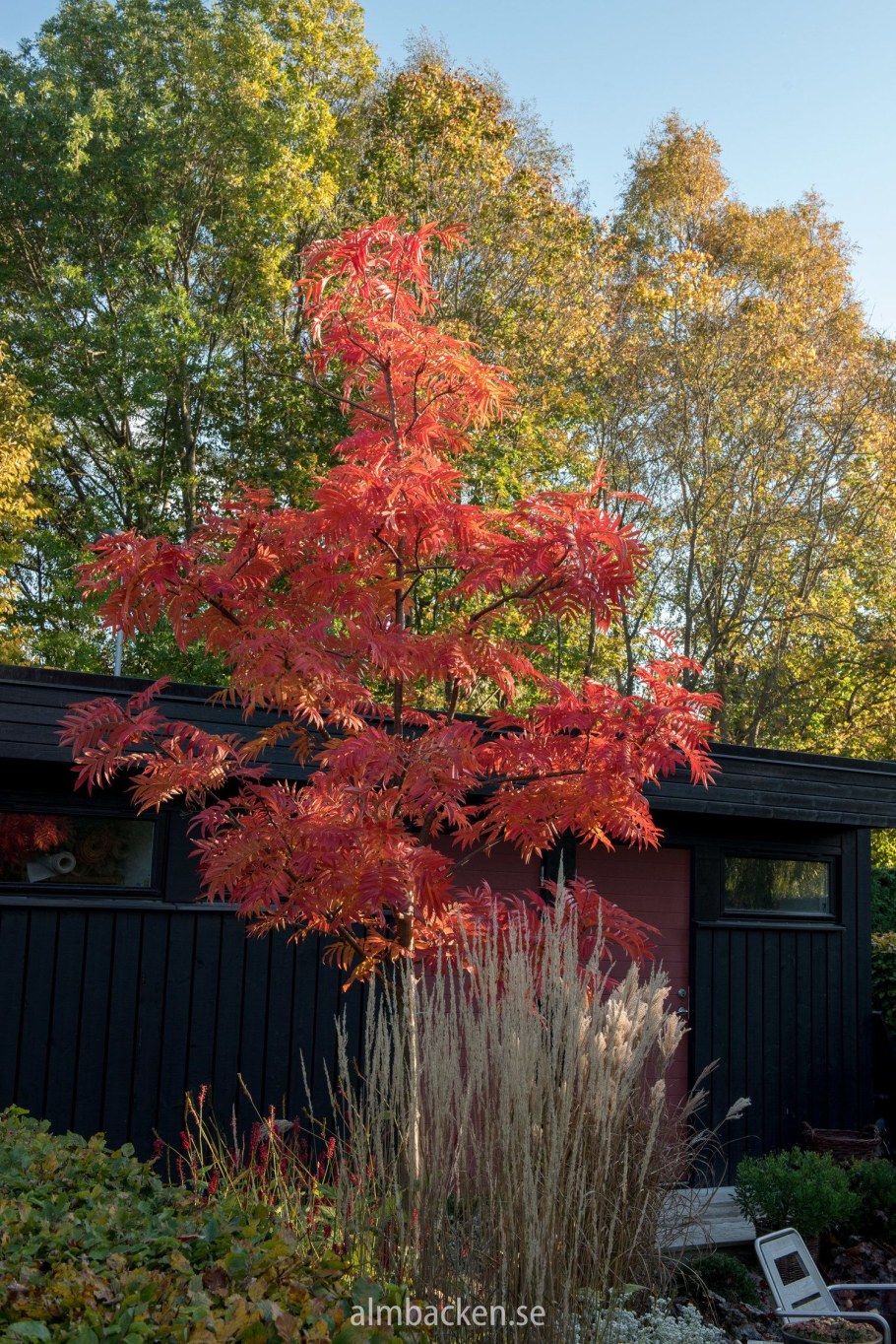 Рябина смешанная Додонг