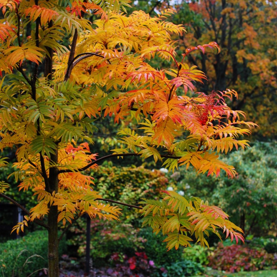 Рябина гибридная Dodong