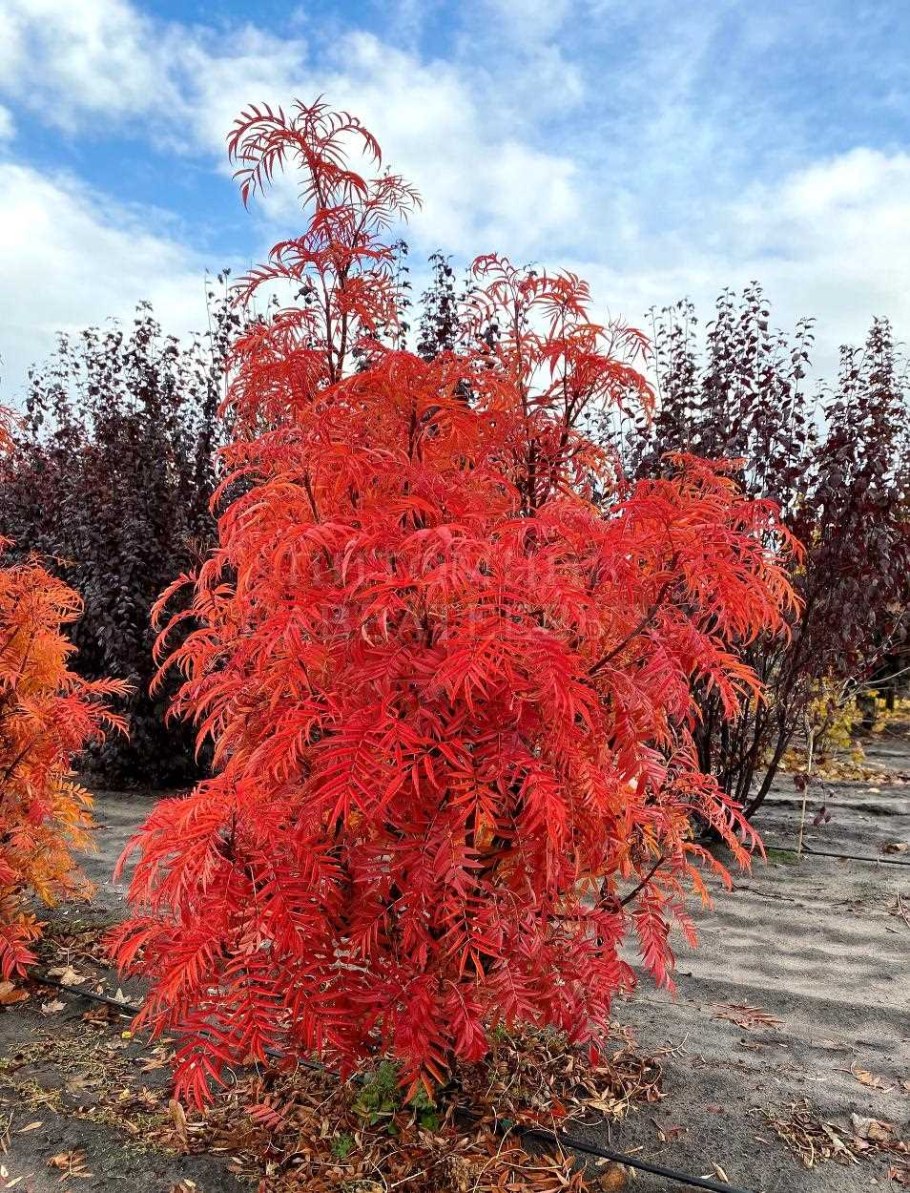 Рябина Тюрингская Додонг