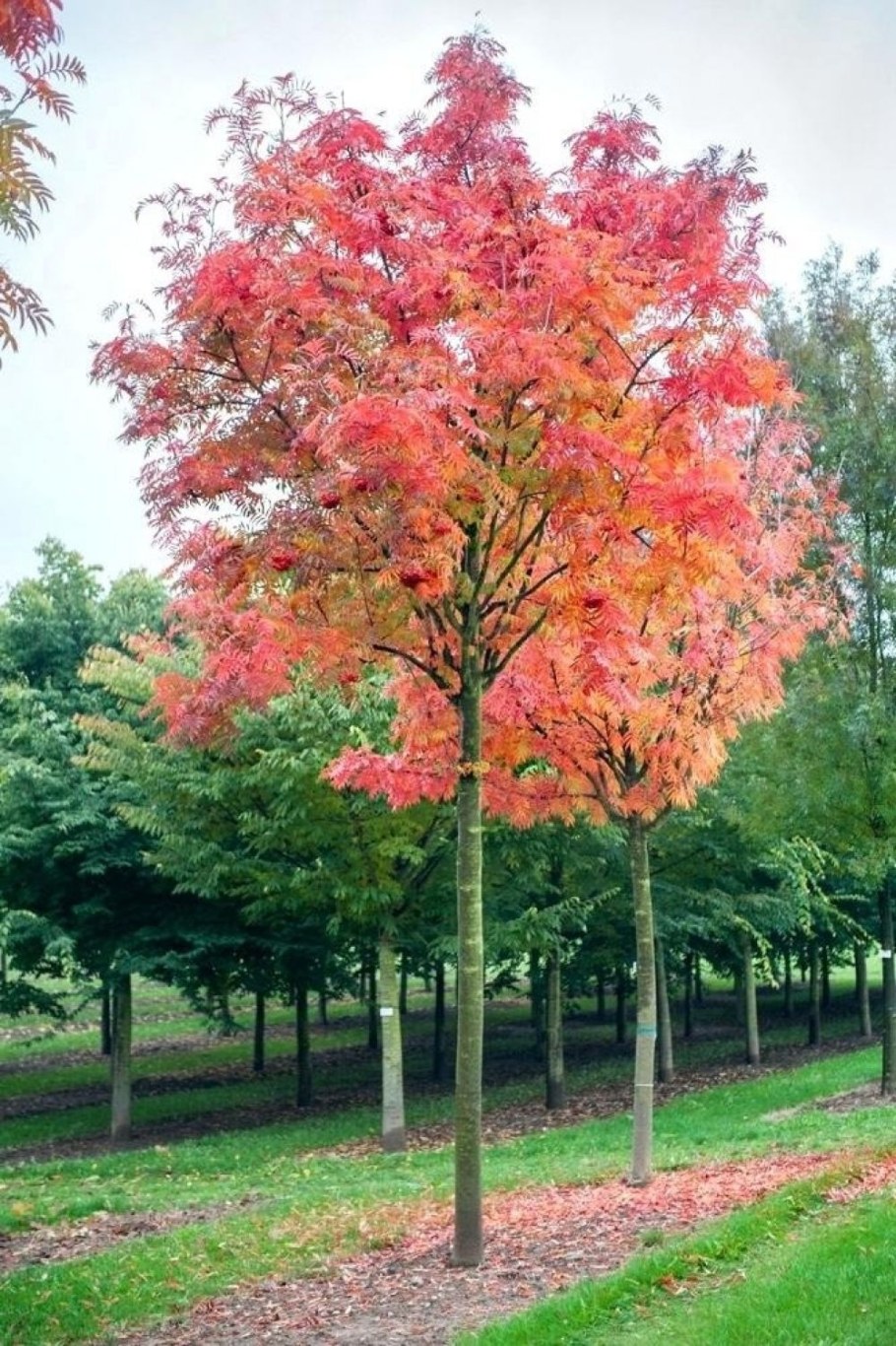 Клен Додонг