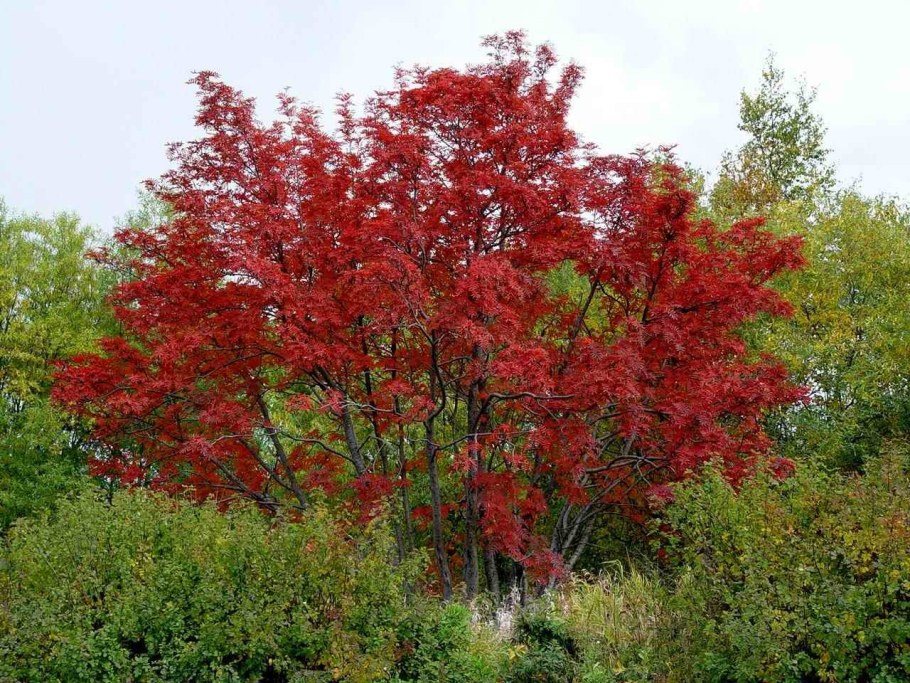 Рябина Додонг Морозостойкость