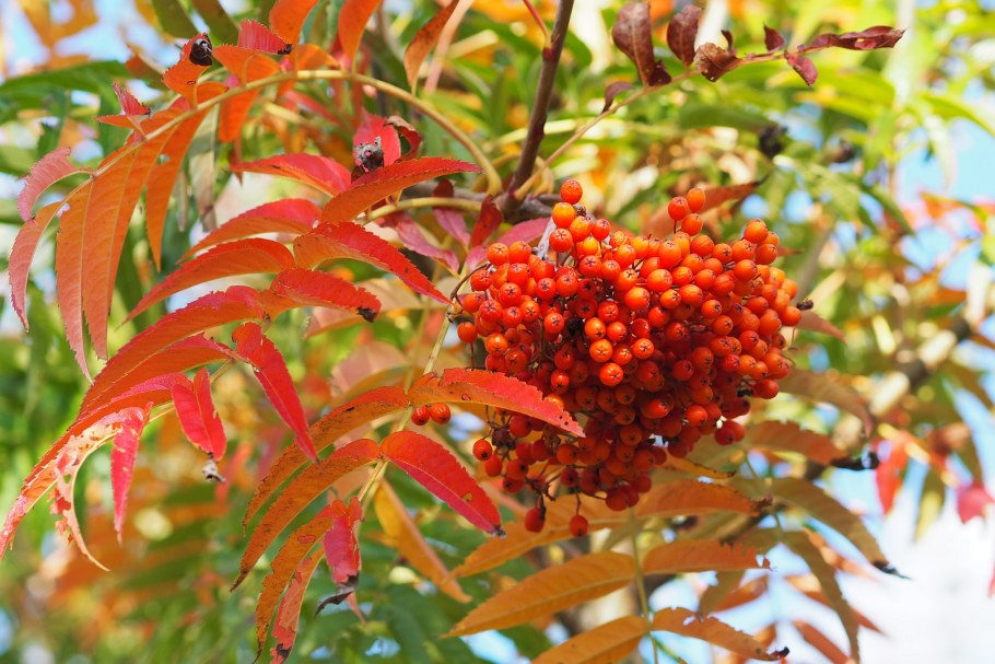 Sorbus Dodong рябина