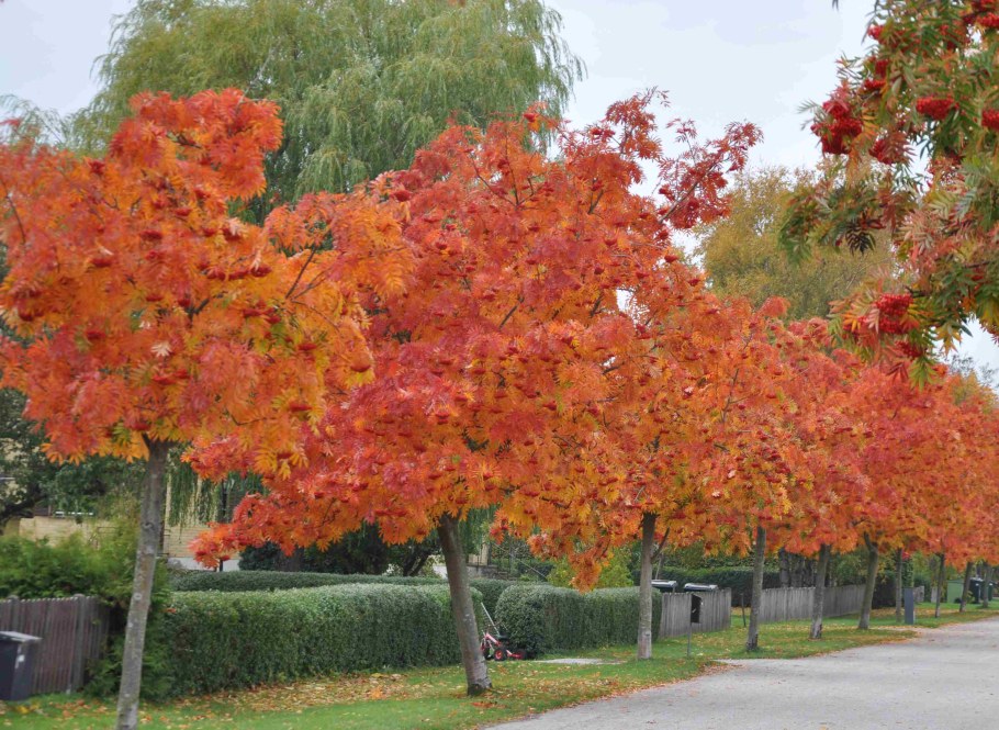 Рябина обыкновенная Додонг
