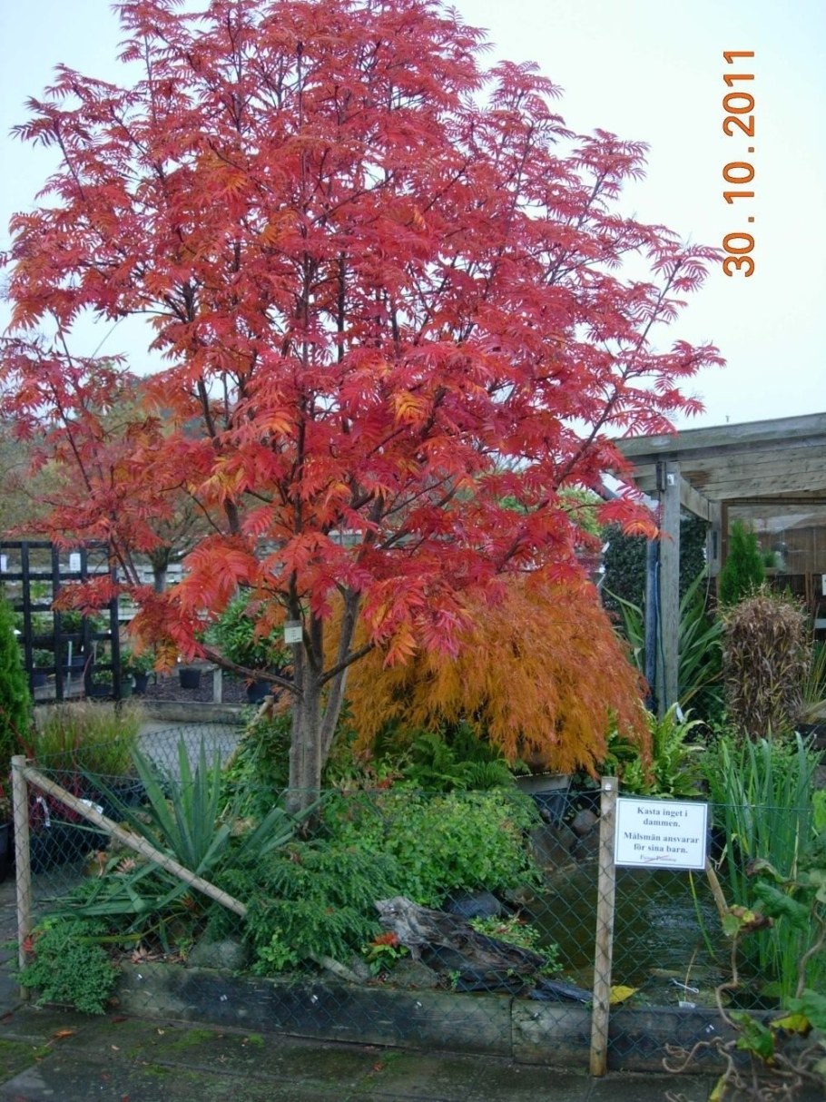 Клен Додонг