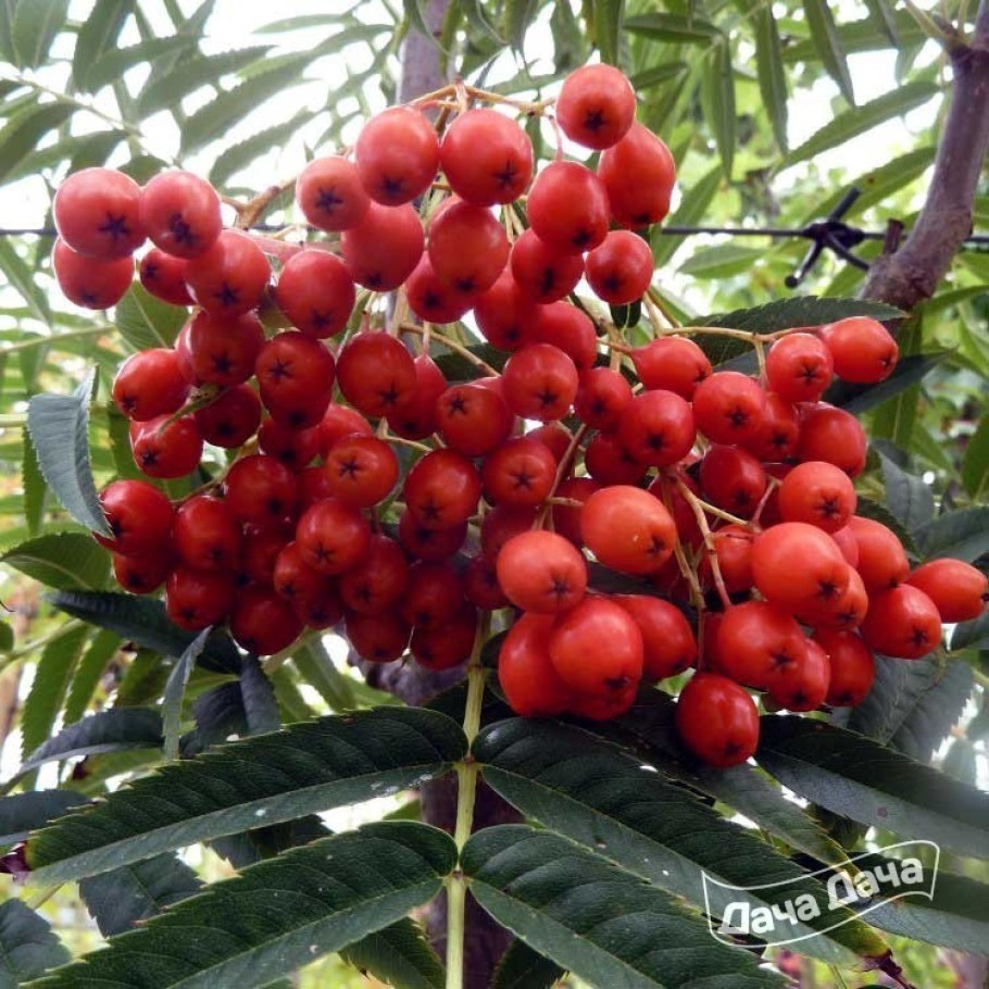 Sorbus Dodong рябина