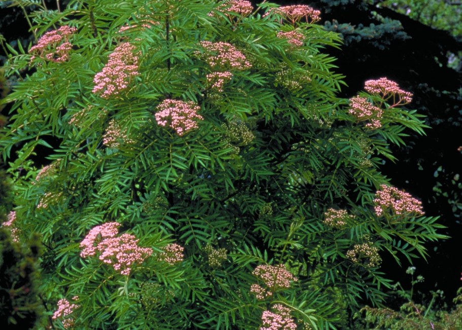 Рябина Додонг